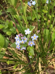 Myosotis decumbens