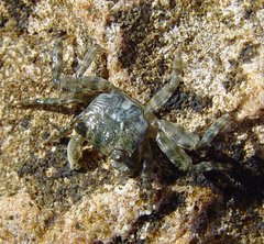 Pachygrapsus laevimanus