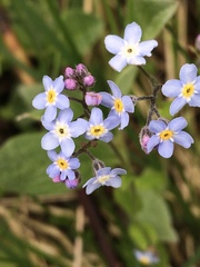 Myosotis decumbens