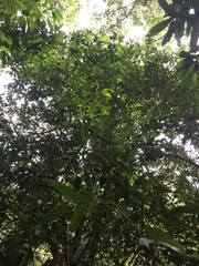 Mischocarpus exangulatus