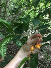 Mischocarpus exangulatus