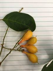 Mischocarpus exangulatus