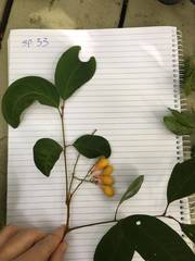 Mischocarpus exangulatus