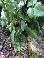 Rubus hawaiensis