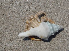 Coenobita variabilis