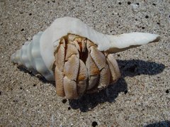 Coenobita variabilis