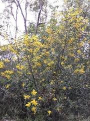 Juliflorae