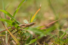 Rainbow-Skink photo 3
