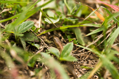 Rainbow-Skink photo 4