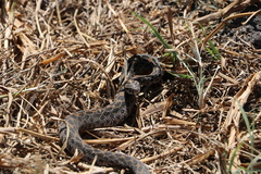 Crotalus polystictus