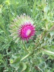 Carduus nutans