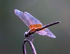 Trithemis aurora