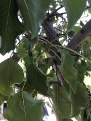 Pyrus calleryana