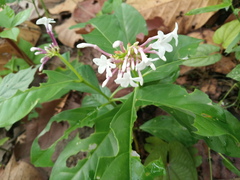 Rauvolfia serpentina
