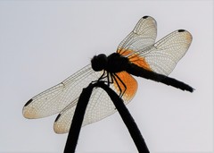 Trithemis festiva