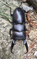 Serrognathus titanus castanicolor