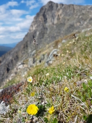 Potentilla subvahliana
