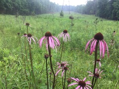 Echinacea laevigata