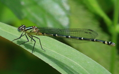 Caliagrion billinghursti