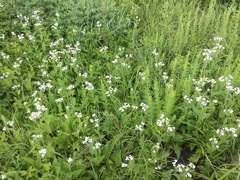 Parthenium auriculatum