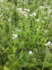 Parthenium auriculatum