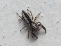 Pseudicius encarpatus