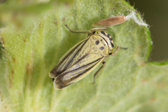 Handianus flavovarius