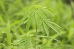 Cannabis sativa