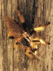 Pogonosoma maroccanum