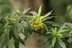 Magnoliopsida