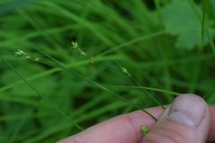 Carex laeviculmis
