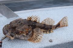 Myoxocephalus polyacanthocephalus