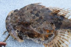 Myoxocephalus polyacanthocephalus