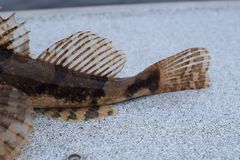 Myoxocephalus polyacanthocephalus