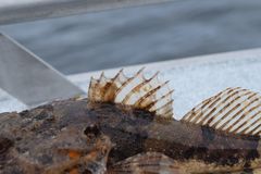 Myoxocephalus polyacanthocephalus