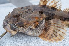 Myoxocephalus polyacanthocephalus