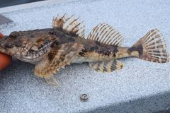 Myoxocephalus polyacanthocephalus