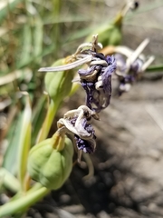 Iris hartwegii australis