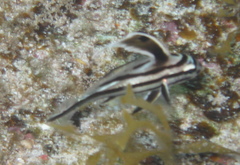 Pareques acuminatus