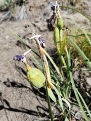 Iris hartwegii australis