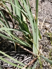 Iris hartwegii australis