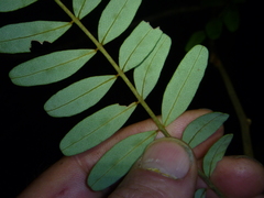 Sophora tetraptera