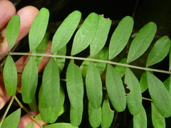 Sophora tetraptera