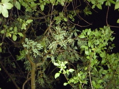 Sophora tetraptera
