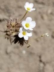 Leptosiphon breviculus