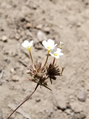 Leptosiphon breviculus