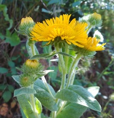 Pentanema helenioides