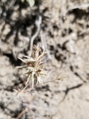 Leptosiphon breviculus