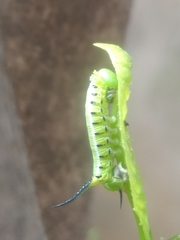 Cephonodes hylas