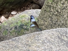 Psolodesmus mandarinus